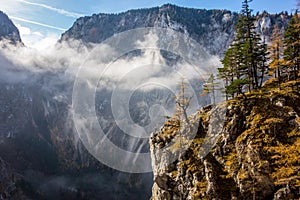 Ledge of a rock wall with pine trees