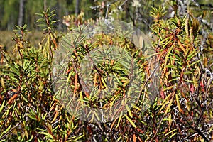 Ledum (Labrador tea)