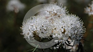 Ledum palustre. Dutch myrtle bush during flowering