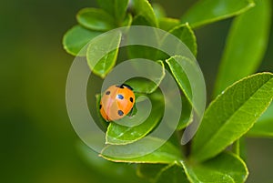 Ledybird on the plant
