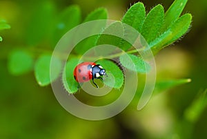 Ledybird on the plant