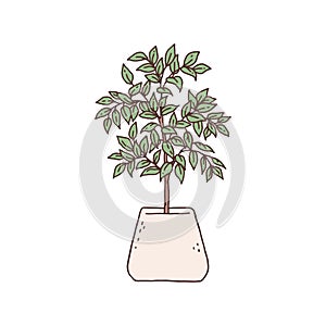 leea houseplant. Indoor potted plant vector outline doodle illustration. photo