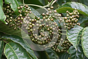 Leea indica (Girang, girang merah, Bandicoot Berry, Common Tree-Vine, Jolok-Jolok, Merbati Padang)