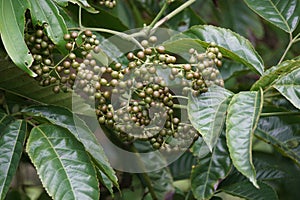 Leea indica (Girang, girang merah, Bandicoot Berry, Common Tree-Vine, Jolok-Jolok, Merbati Padang)