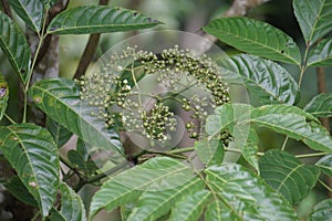 Leea indica (Girang, girang merah, Bandicoot Berry, Common Tree-Vine, Jolok-Jolok, Merbati Padang)