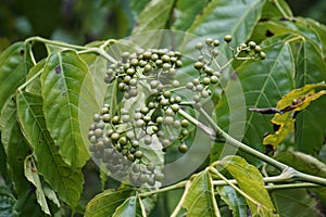 Leea indica (Girang, girang merah, Bandicoot Berry, Common Tree-Vine, Jolok-Jolok, Merbati Padang)