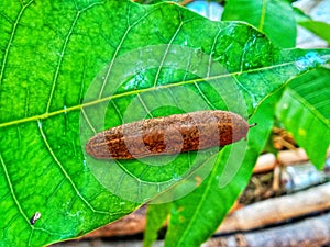 A leech crawls on the leaves