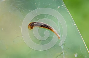 Leech on the glass. Bloodsucking animal. subclass of ringworms from the belt-type class.