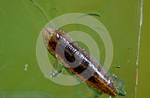 Leech on the glass. Bloodsucking animal. subclass of ringworms from the belt-type class.