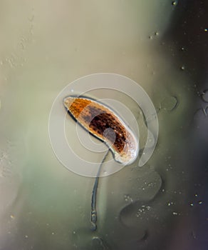 Leech on the glass. Bloodsucking . subclass of ringworms from the belt-type class. Hirudotherapy photo