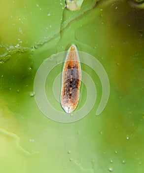 Leech on the glass. Bloodsucking . subclass of ringworms from the belt-type class. Hirudotherapy photo