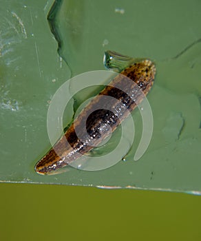 Leech on the glass. Bloodsucking . subclass of ringworms from the belt-type class. Hirudotherapy photo