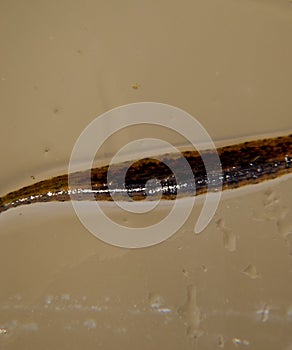 Leech on the glass. Bloodsucking . subclass of ringworms from the belt-type class. Hirudotherapy photo