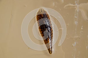 Leech on the glass. Bloodsucking animal. subclass of ringworms from the belt-type class. photo