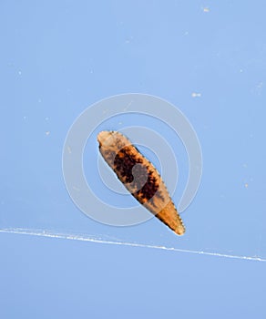 Leech on the glass. Bloodsucking . subclass of ringworms from the belt-type class. Hirudotherapy