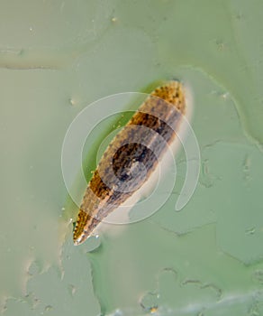 Leech on the glass. Bloodsucking . subclass of ringworms from the belt-type class. Hirudotherapy