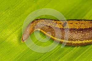 Leech on green leaves