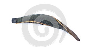 Leech isolated on white background