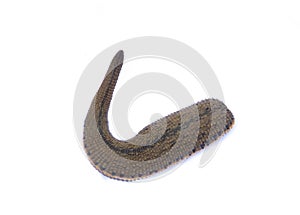 Leech isolated on white background