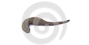 Leech isolated on white background