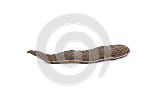 Leech isolated on white background