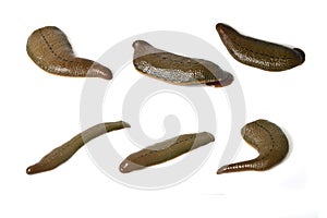 Leech isolated on white