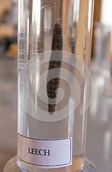 Leech in lab glassware at science laboratory in college
