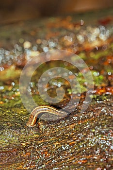 Leech, Sinharaja National Park Rain Forest, Sri Lanka