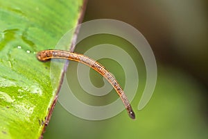 Leech, Sinharaja National Park Rain Forest, Sri Lanka