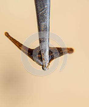 Leech on the tweezers. Bloodsucking . subclass of ringworms from the belt-type class. Hirudotherapy photo