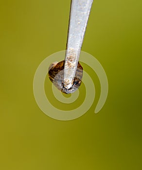 Leech on the tweezers. Bloodsucking . subclass of ringworms from the belt-type class. Hirudotherapy