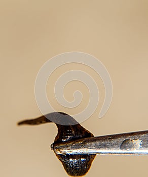 Leech on the tweezers. Bloodsucking . subclass of ringworms from the belt-type class. Hirudotherapy