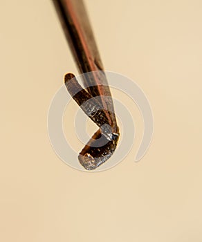 Leech on the tweezers. Bloodsucking . subclass of ringworms from the belt-type class. Hirudotherapy photo