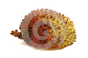 Leechee Shell