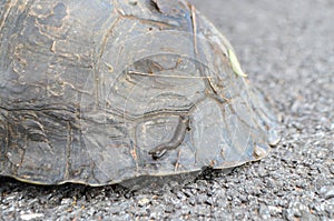 leeches attached to the carapace of Snapping Turtles