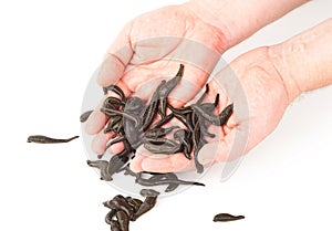 Leeches in hands