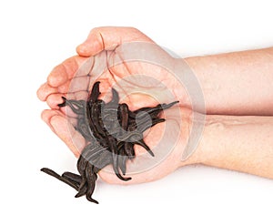 Leeches in hands