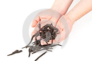 Leeches in hands