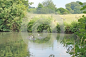 Leeds Castle Grounds