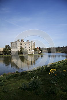 Leeds castle spring daffodils kent