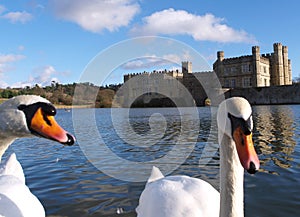Leeds Castle & Swans photo