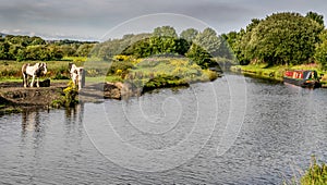 Leeds Liverpool canal with a canal barge and animals photo