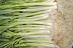 Leek