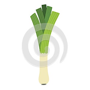 Leek vegetable in cartoon style. Fresh leek element isolated on white background