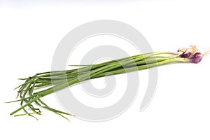 Leek Allium fistulosum, scallion, green onion, spring onion or  Bawang daun isolated