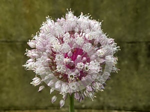 Leek flower
