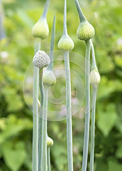 Leek flower heads