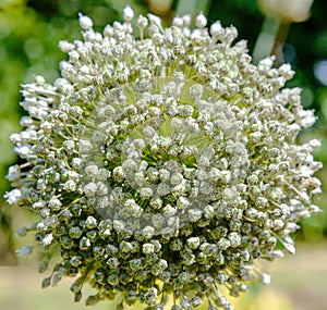 Leek flower