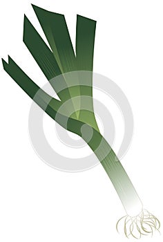 Leek isolated illustration