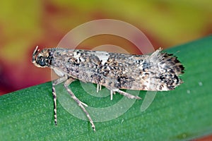 Leek moth or onion leaf miner Acrolepiopsis assectella family Acrolepiidae. It is Invasive species a pest of leek